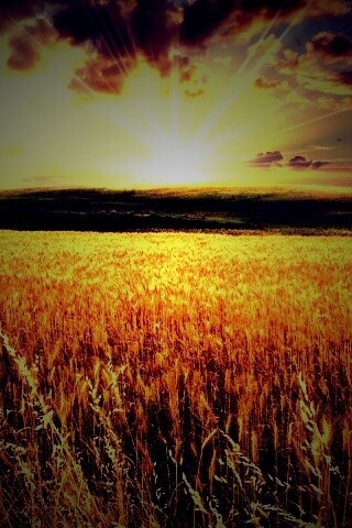 Восход над пшеничным полем обои