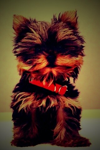 Щенок в красном ошейнике обои