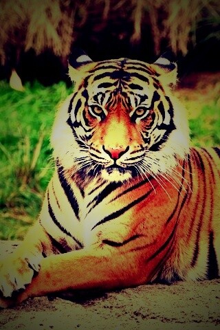 Тигр отдыхает обои