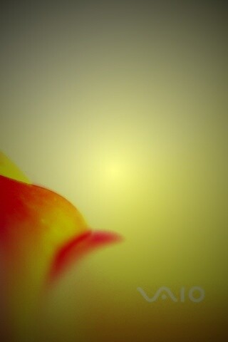 Цветок и логотип Vaio обои