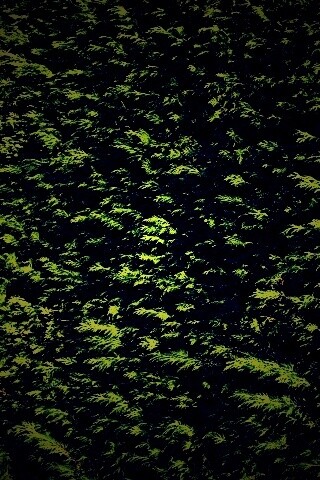 Густые хвойные заросли обои