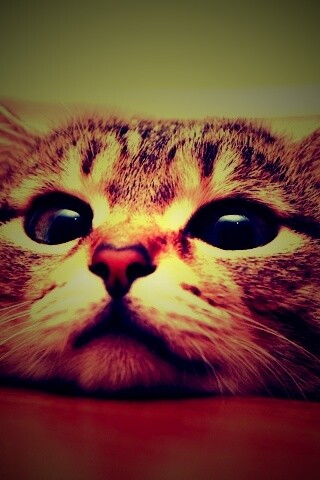 Любопытный котейка обои