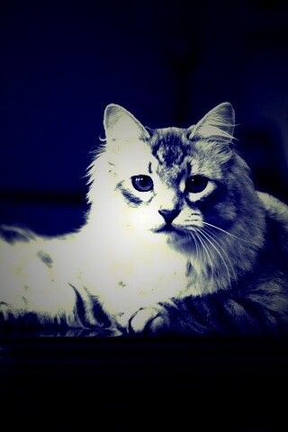 Кот благородных кровей обои