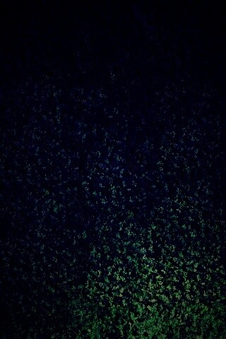 Травяной фон обои