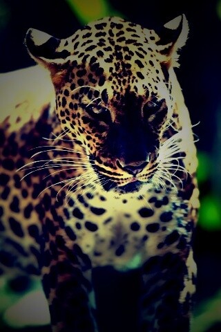 Леопард в сингапурском зоопарке обои