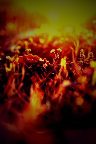 Полевые цветы в закатном солнце обои