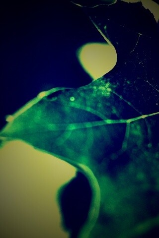 Темно-зеленый лист в макро обои