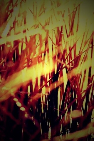 Высохшие травяные стебли обои