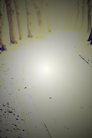 Дорога в зимнем лесу обои