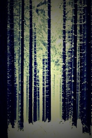 Зимний лес как штрихкод обои