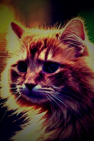 Рыжий кот в лучах солнца обои