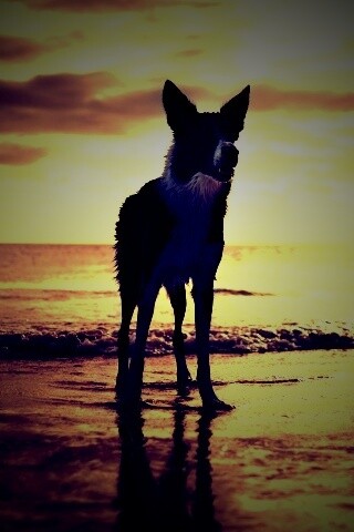 Собачка на пляже обои