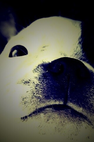 Бостонский терьер обои