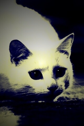 Белый кот обои