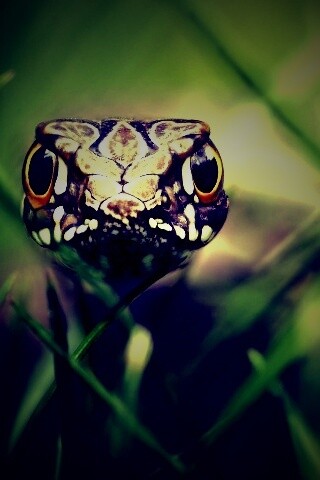 Змея в траве обои