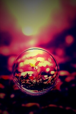 Росток в пузыре обои