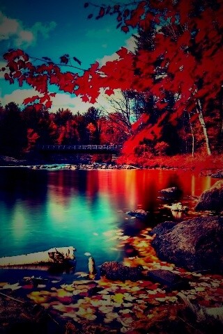 Осенний лес обои