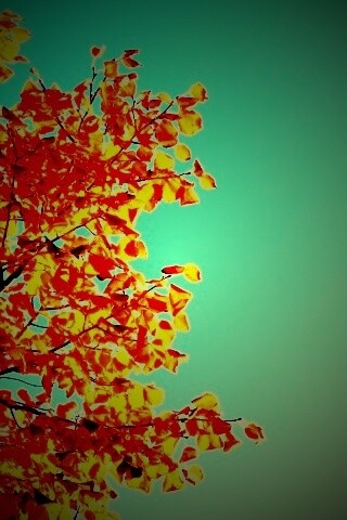 Ветви с пожелтевшими листьями на фоне неба обои