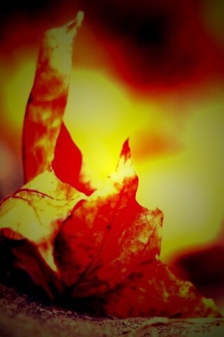 Пламенеющий осенний лист обои