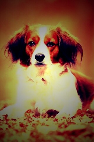 Собака на ковре из осенних листьев обои