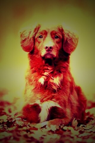 Осенний пес обои