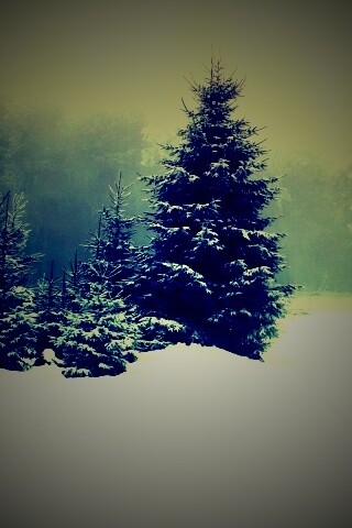 Ёлки в сугробах обои