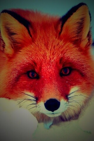Рыжая лиса в снегу обои