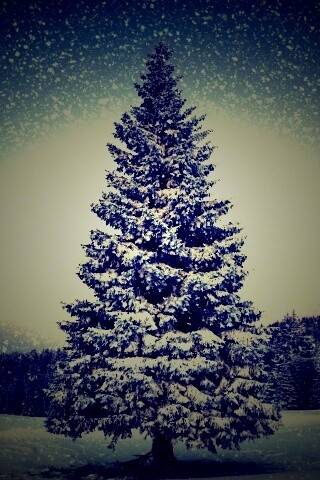 Ель в снегопад обои
