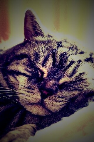 Спящий кошак обои