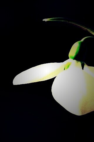 Белый цветок обои