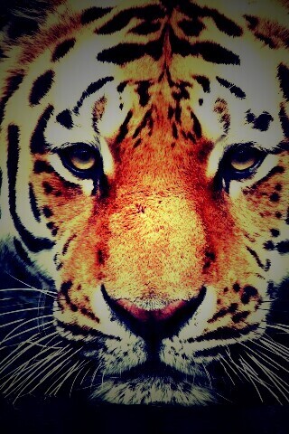 Купание тигра обои