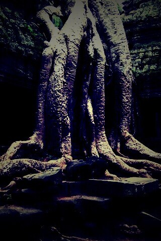 Мощные корни обои