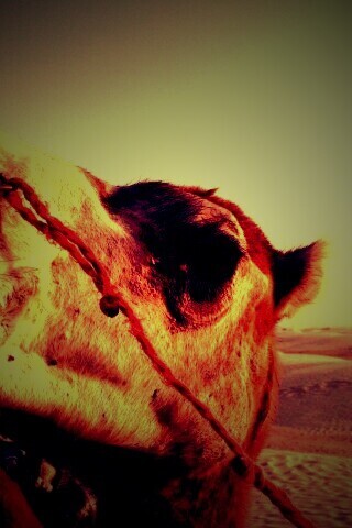 Верблюд обои