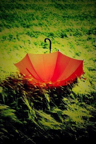 Зонт на траве обои