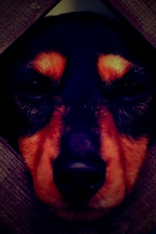 Мордочка в заборе обои