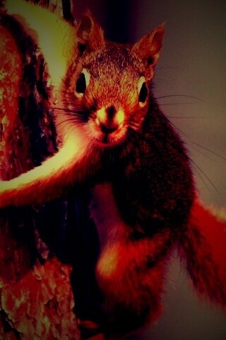 Белка на дереве обои