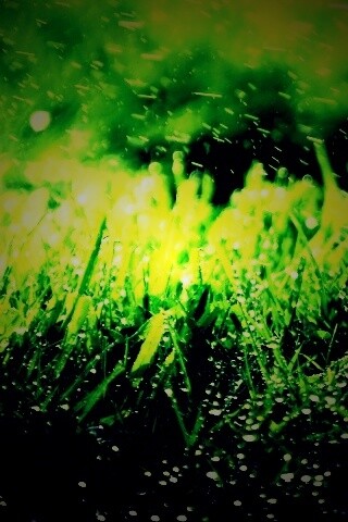 Роса на траве обои