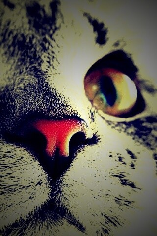 Кошачья мордочка обои