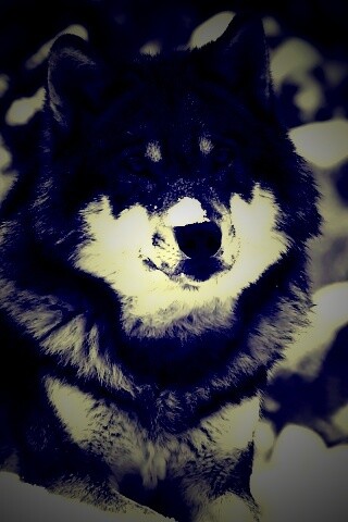 Волк с синими глазами обои