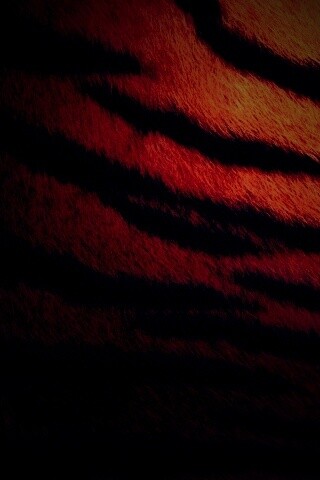 Шкура тигра обои