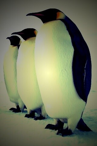 Слет пингвинов обои
