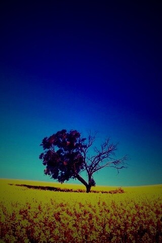 Дерево в поле обои