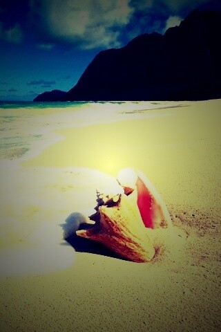 Морская раковина обои