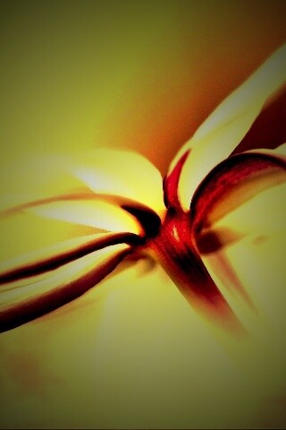 Цветок обои