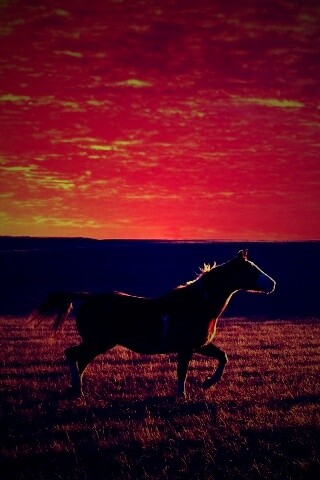 Мустанг обои