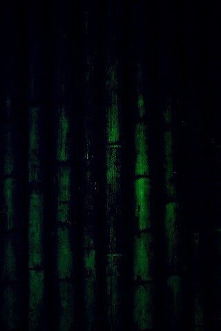 Зеленый бамбук обои