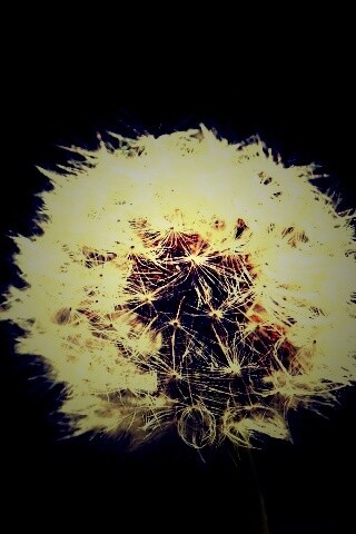 Одуванчик обои