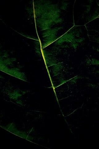 Макро зеленый лист обои