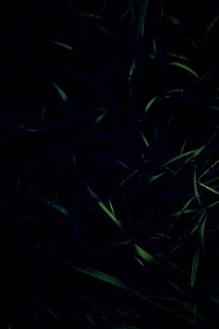 Зеленая трава обои