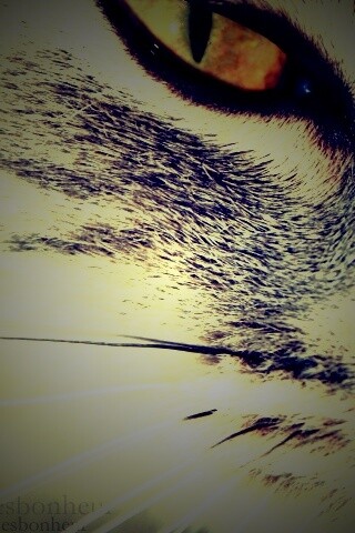 Кошачий глаз обои